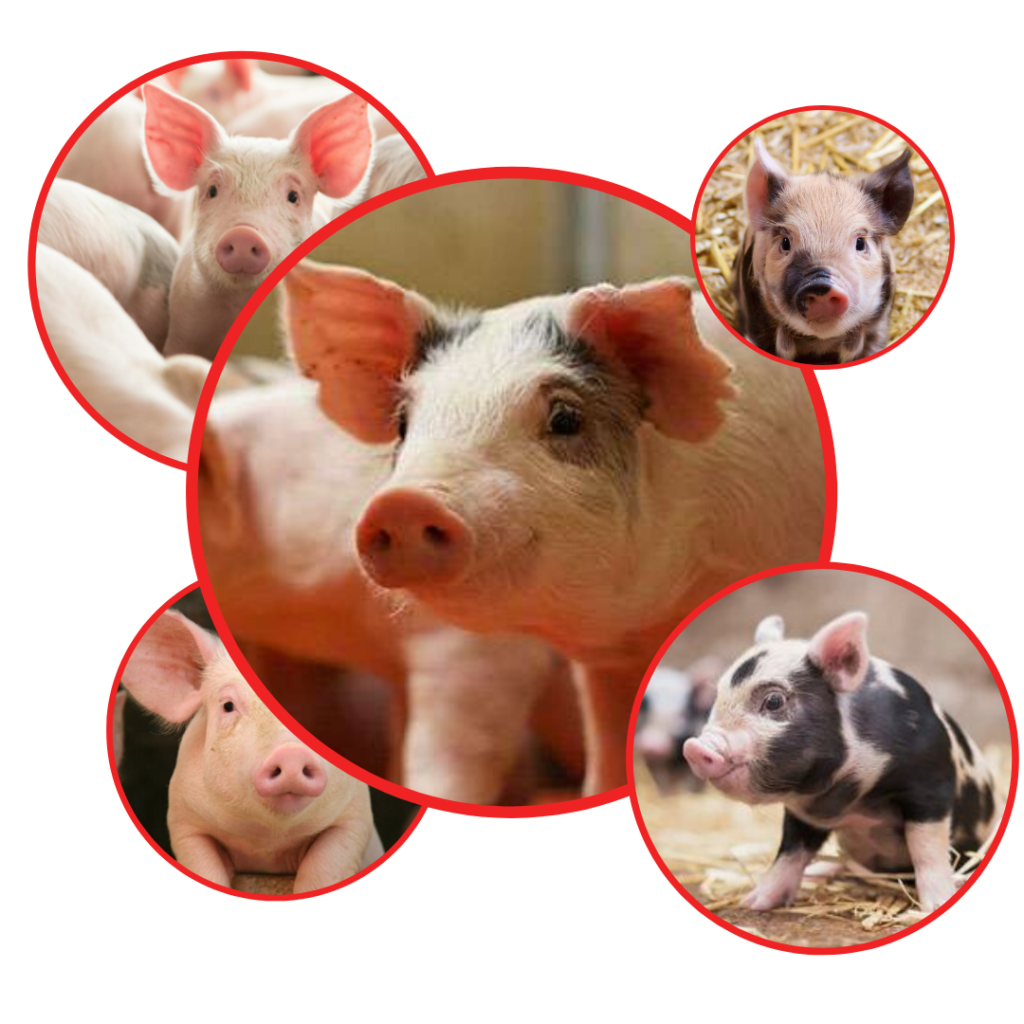 pig farm collage